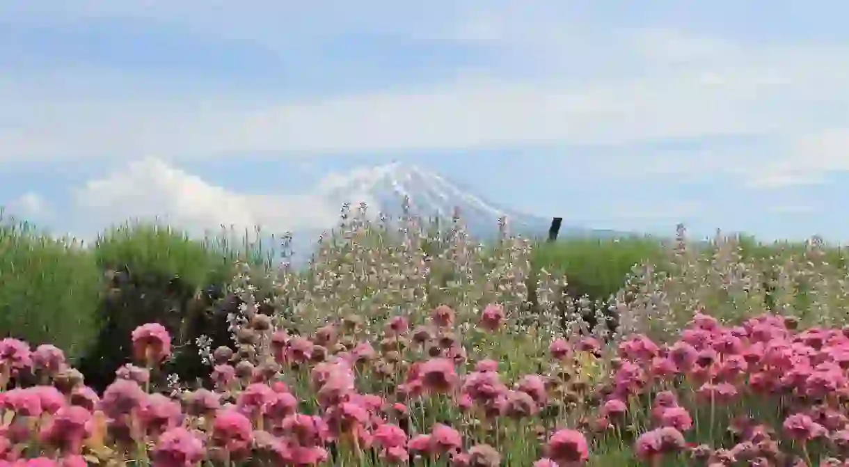 Wildflowers and Mount Fuji