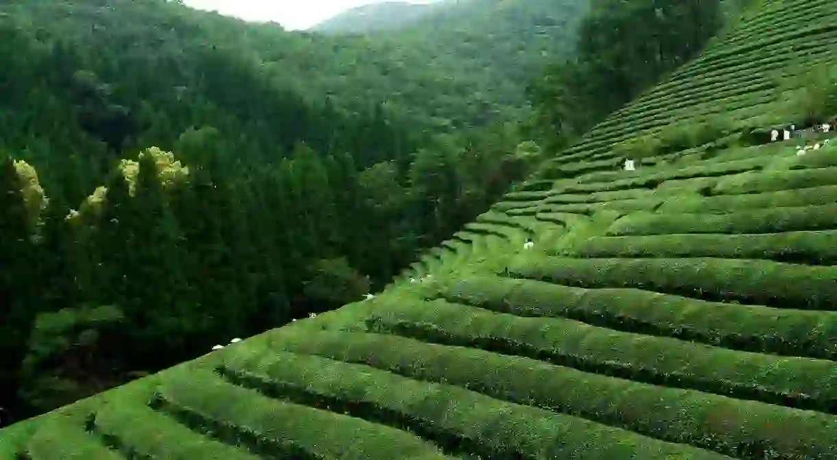 Boseong green tea fields