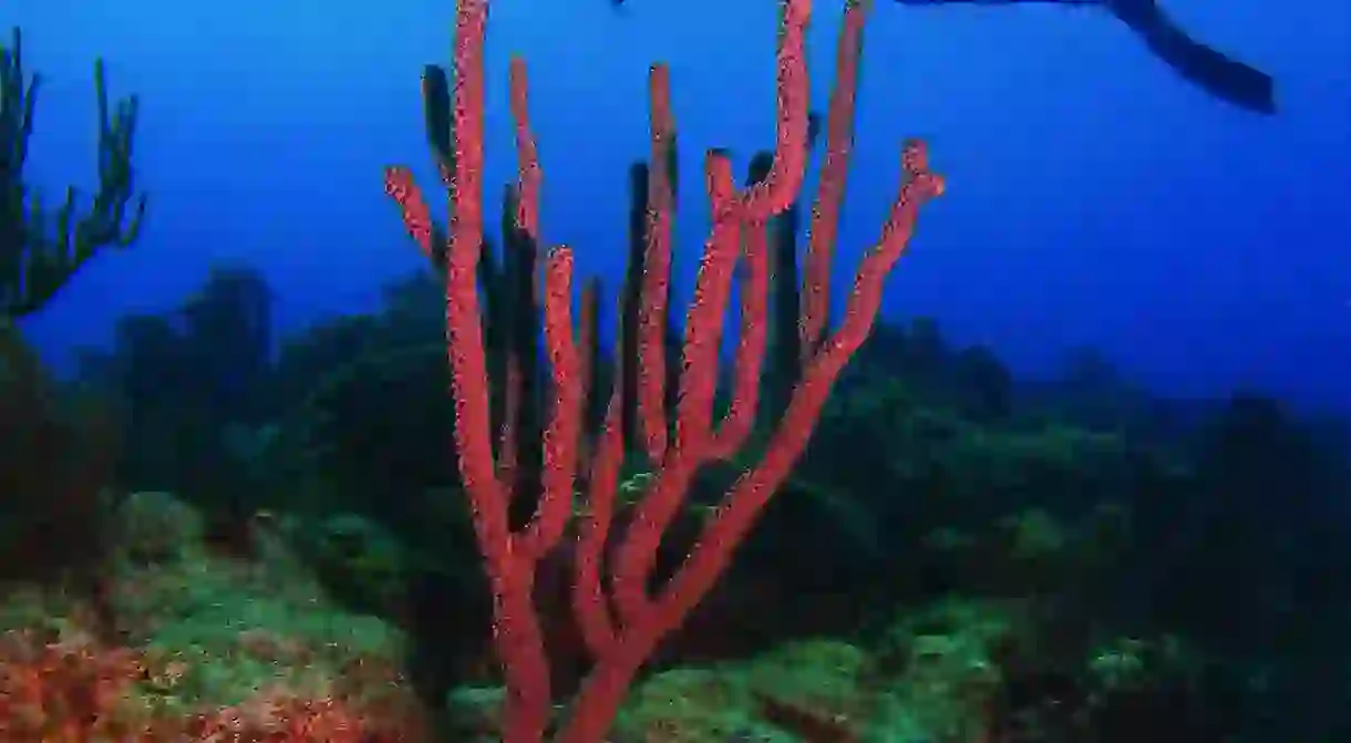 Scuba diving behind bright coral in Puerto Rico