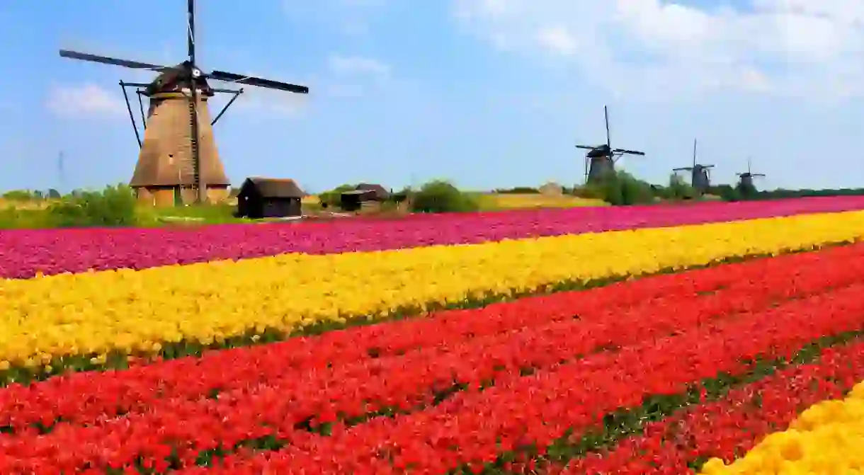 Vibrant tulips fields with windmills in the background, Netherlands