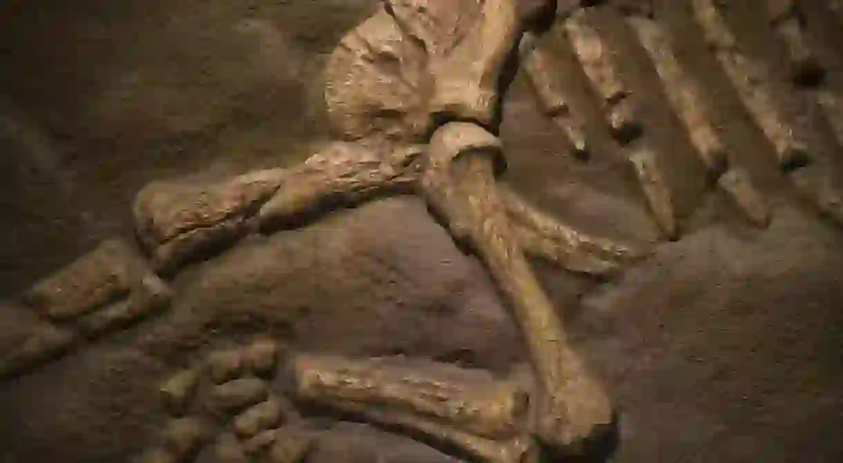 Dinosaur fossil