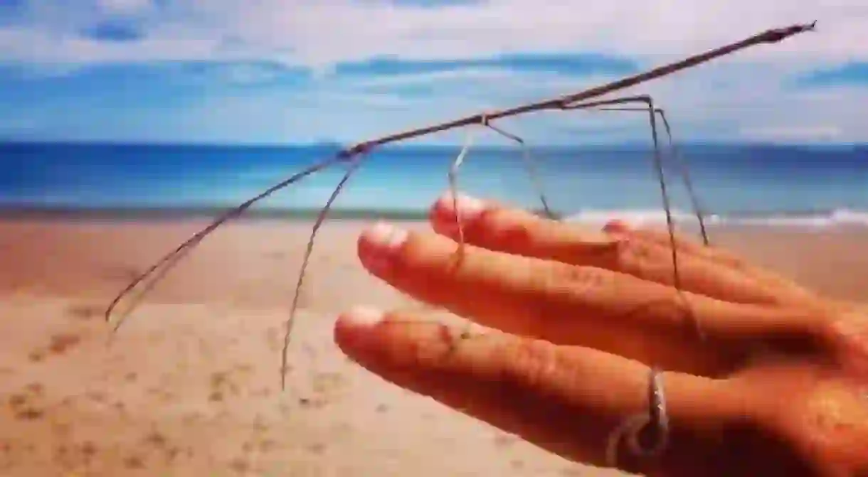 Stick insect