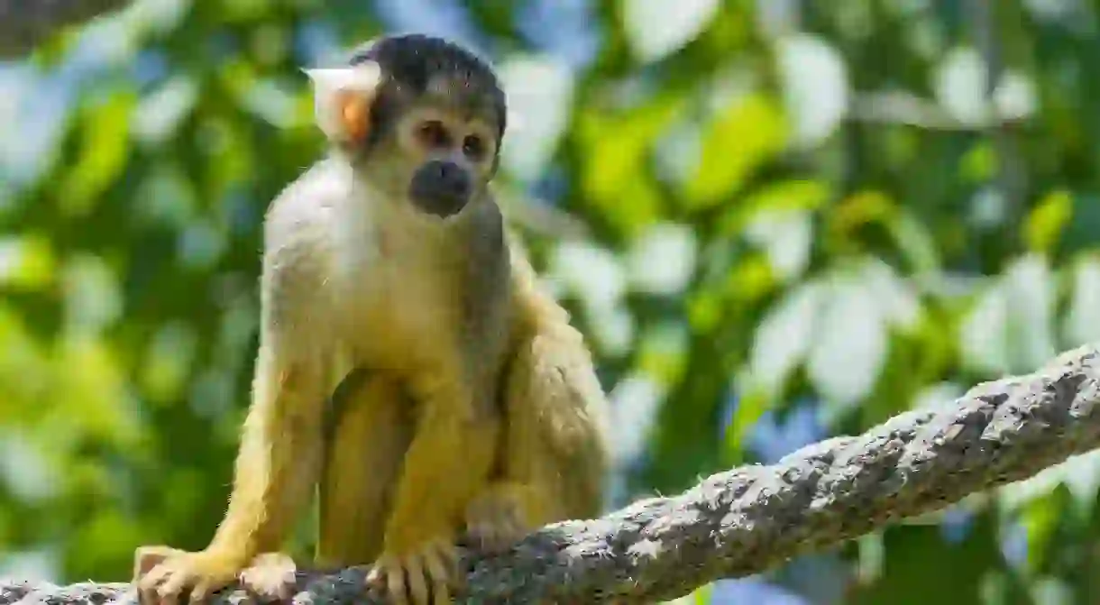 Squirrel Monkey│