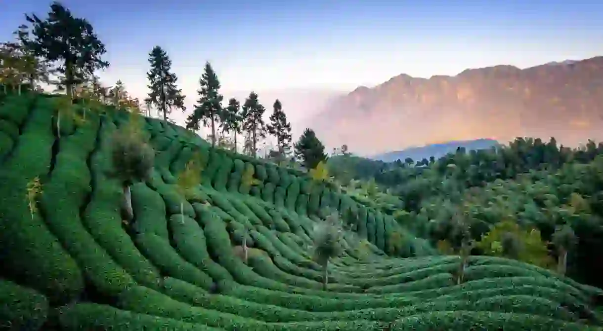 Tea Fields