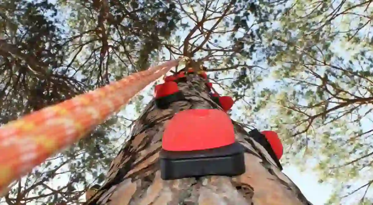 Tree Climbing