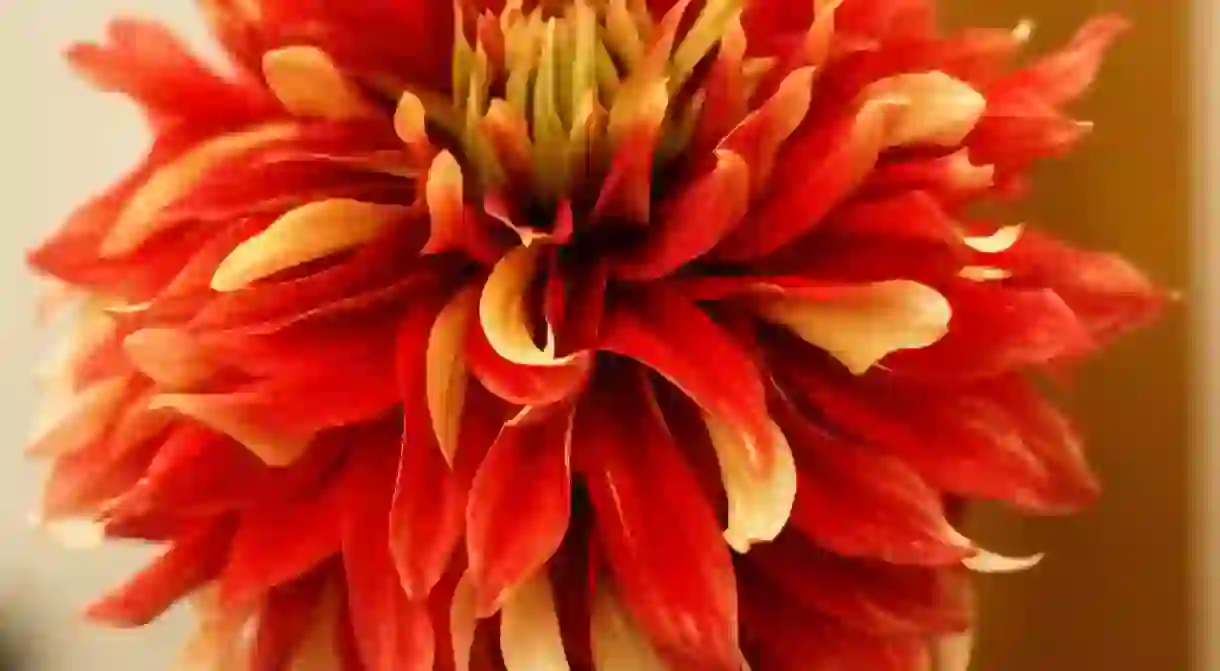 Dahlia