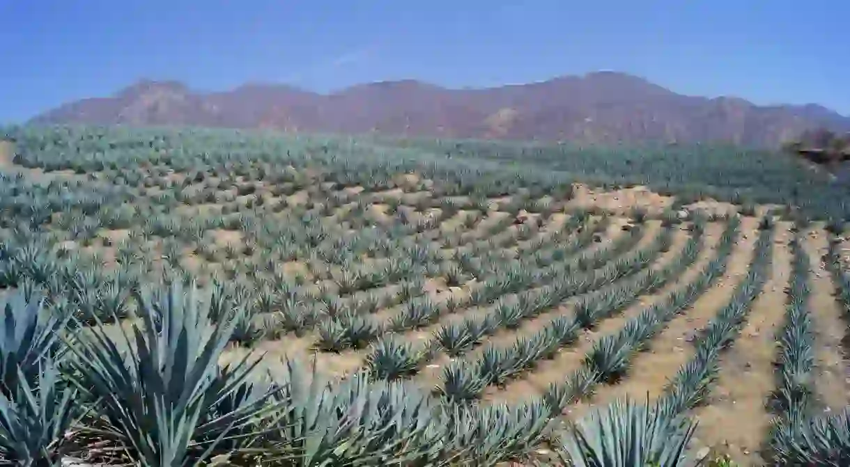 Agave