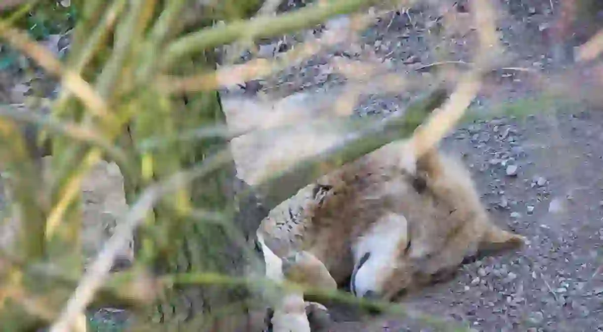 A wolf dozes at Zurich zoo