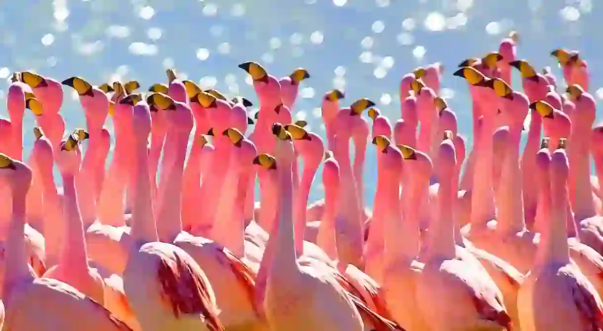 Andean Flamingo