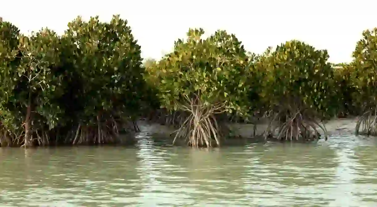 Hara Forest on Qeshm Island