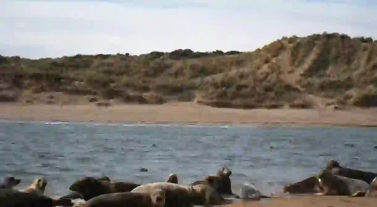 Seals, Ythan Estuary, Forvie Sands