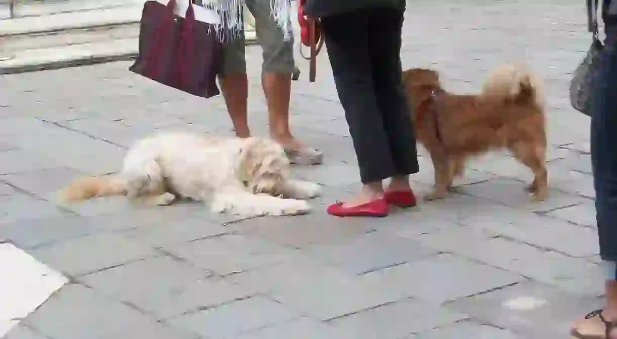 Venetian dogs