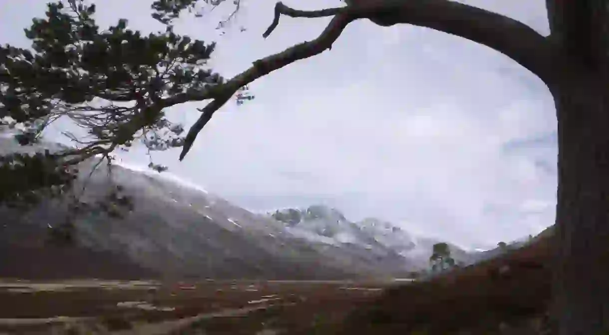 Scots Pine, Glen Derry