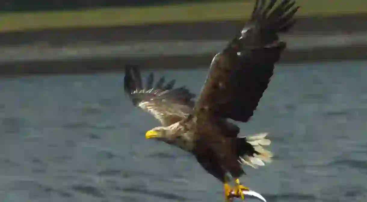 White-tailed sea eagle off Mull