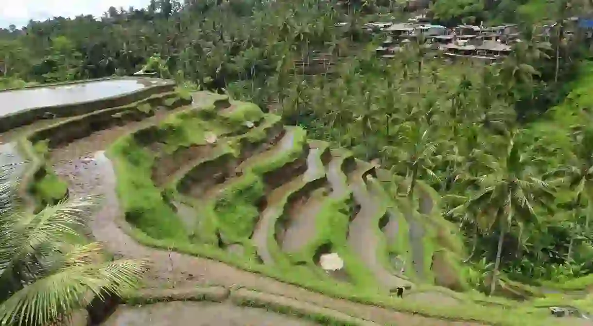 Tegalalang Rice Terraces