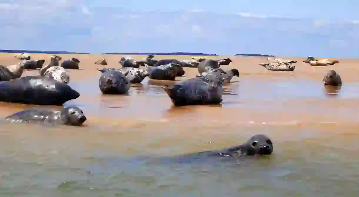 Blakeney Point Seals