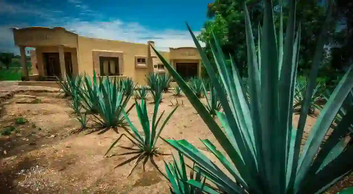 Blue agave plants in Tequila / MaxPixel