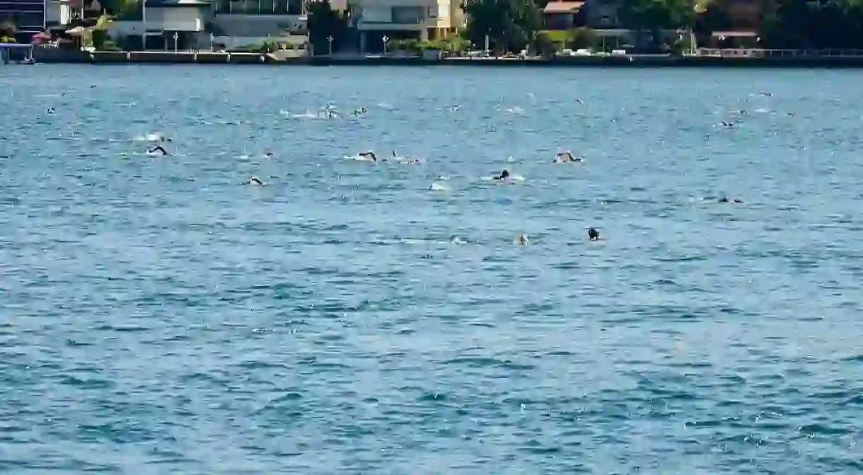 Bosphorus Swim 2016