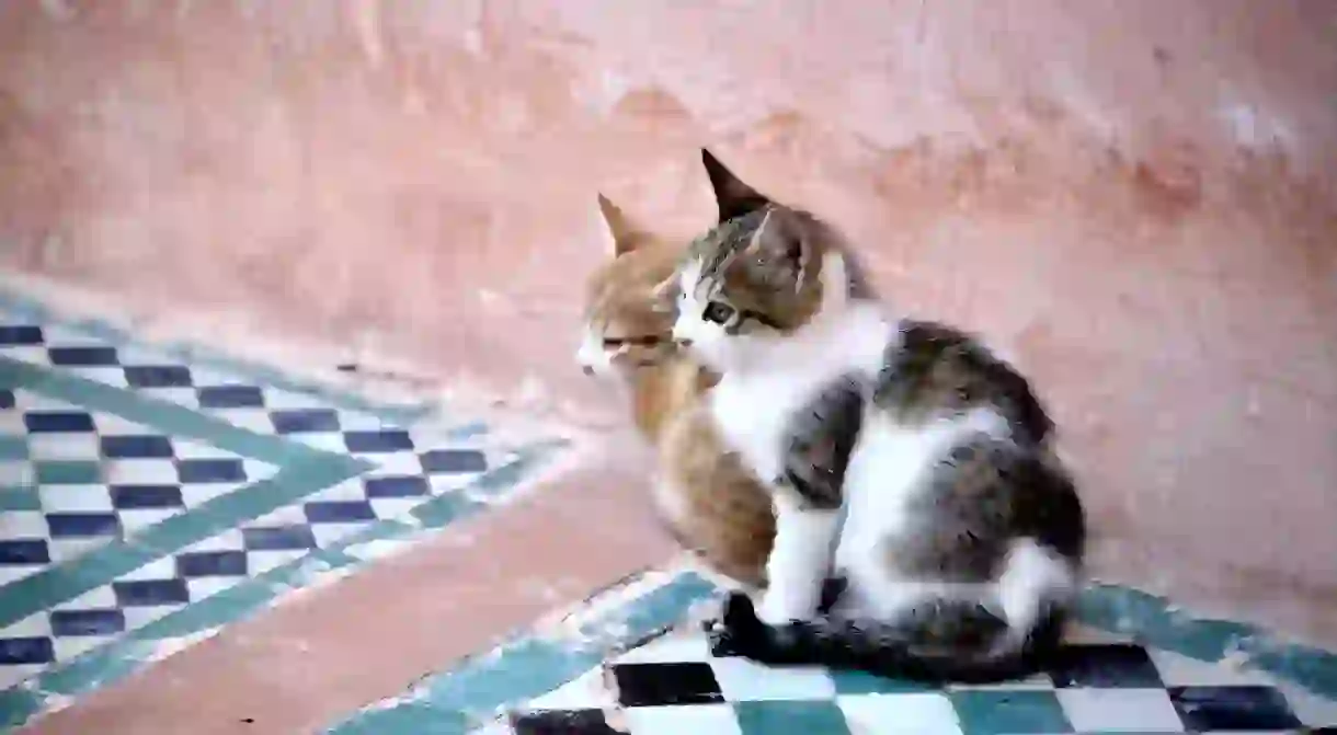 Two kittens sitting on colourful tiles