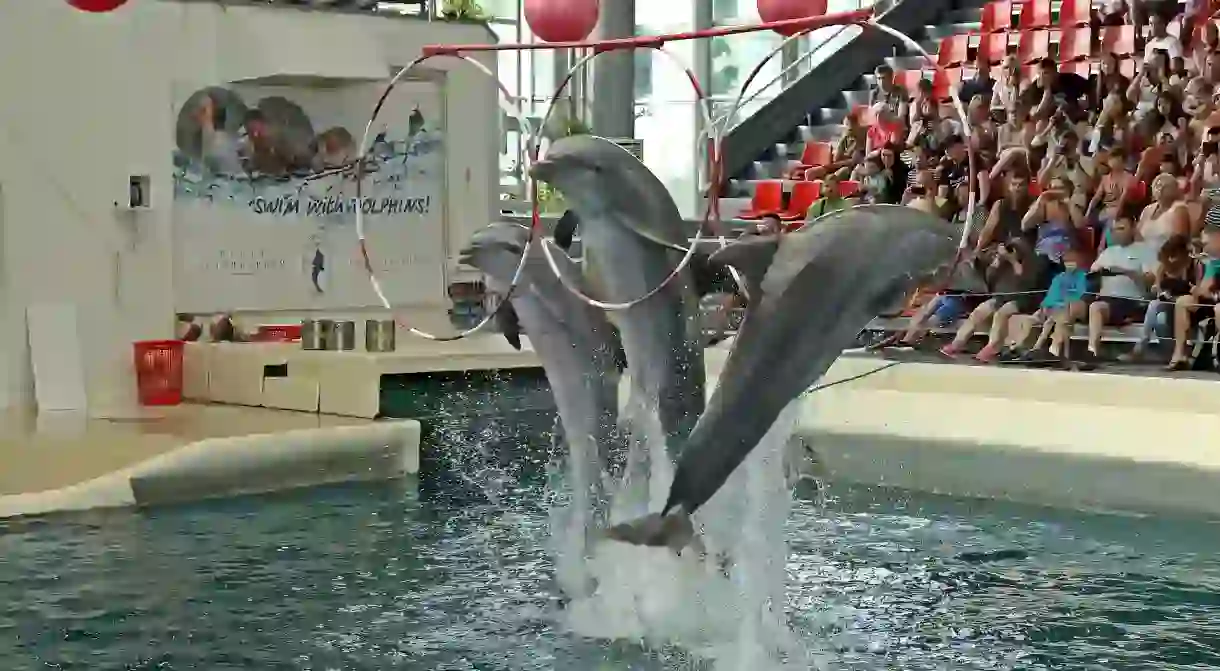 Dolphinarium in Varna