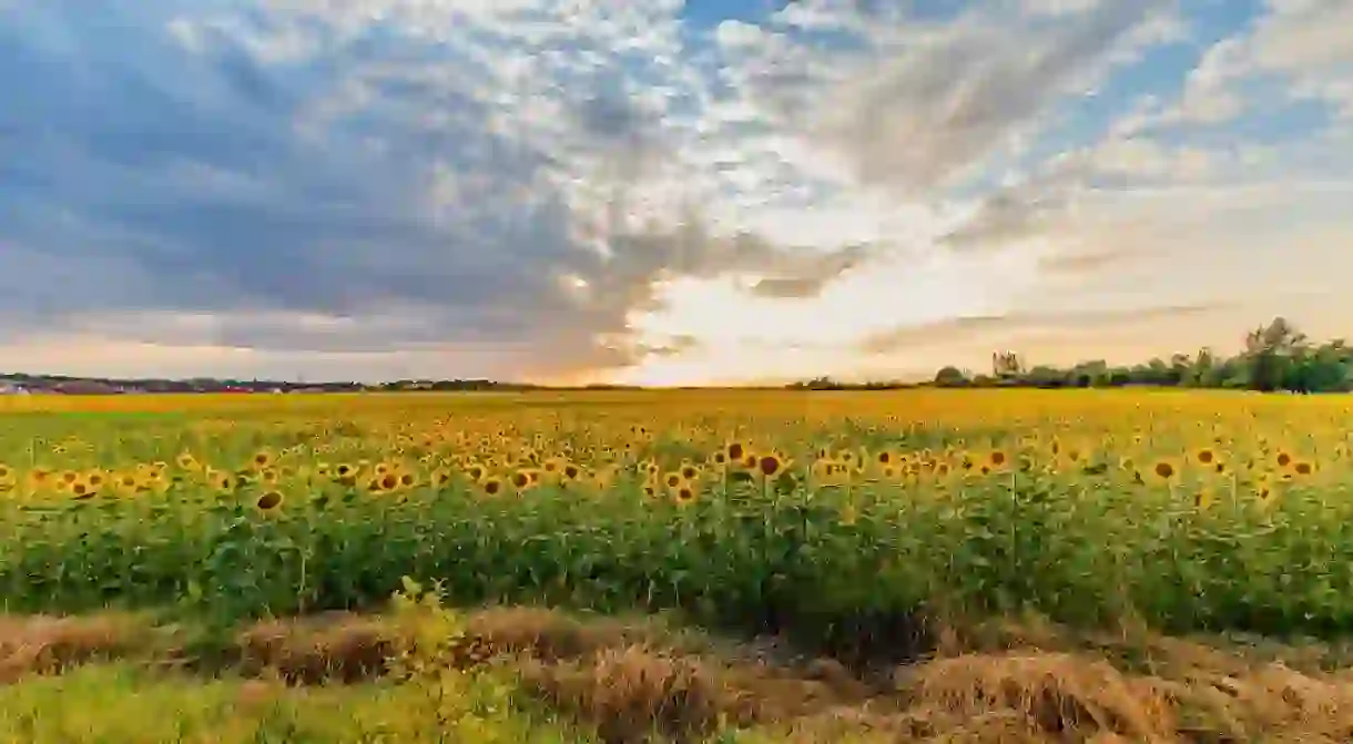 Hungary sunflower field