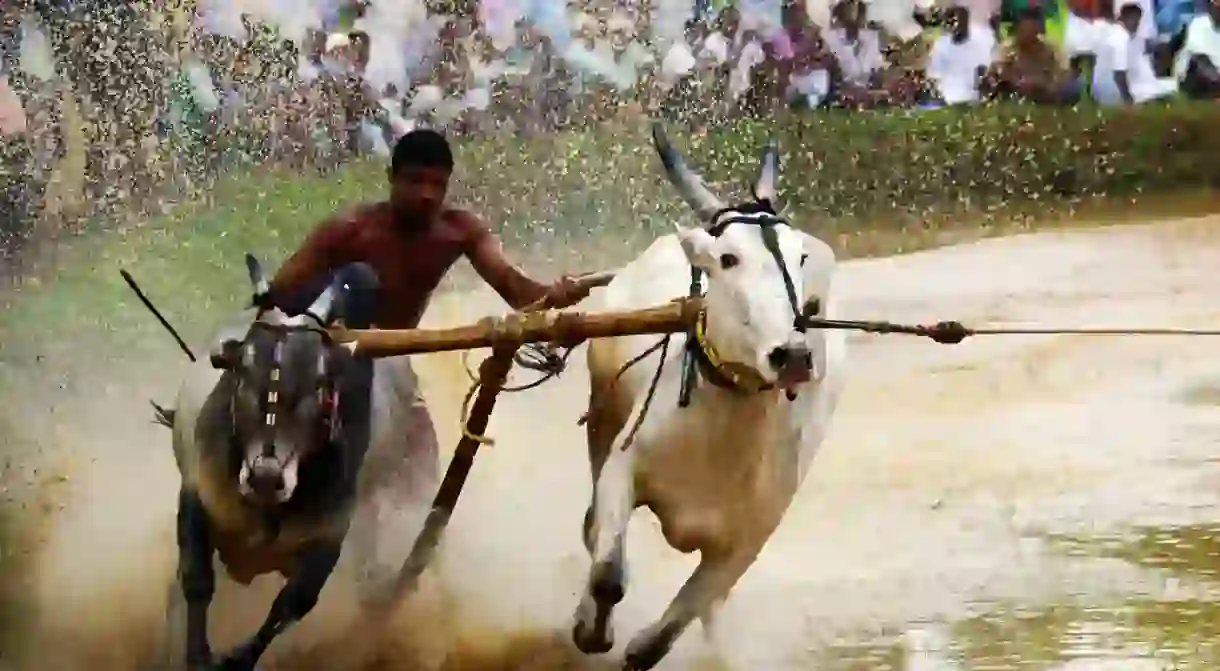 Bull Surfing in Kerala