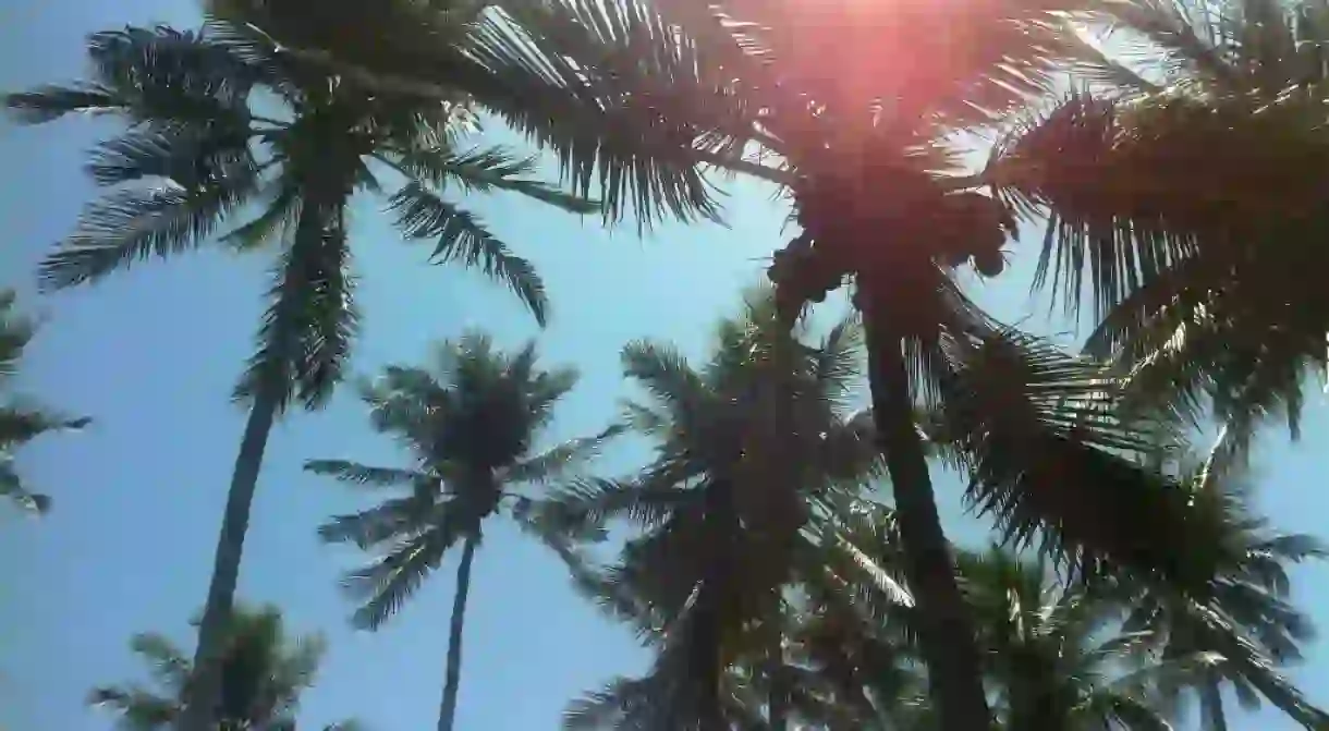 palm trees