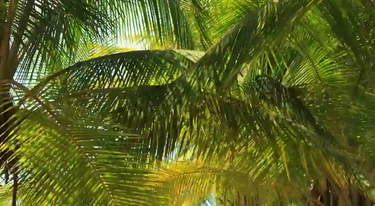 Shade palm on a sunny day