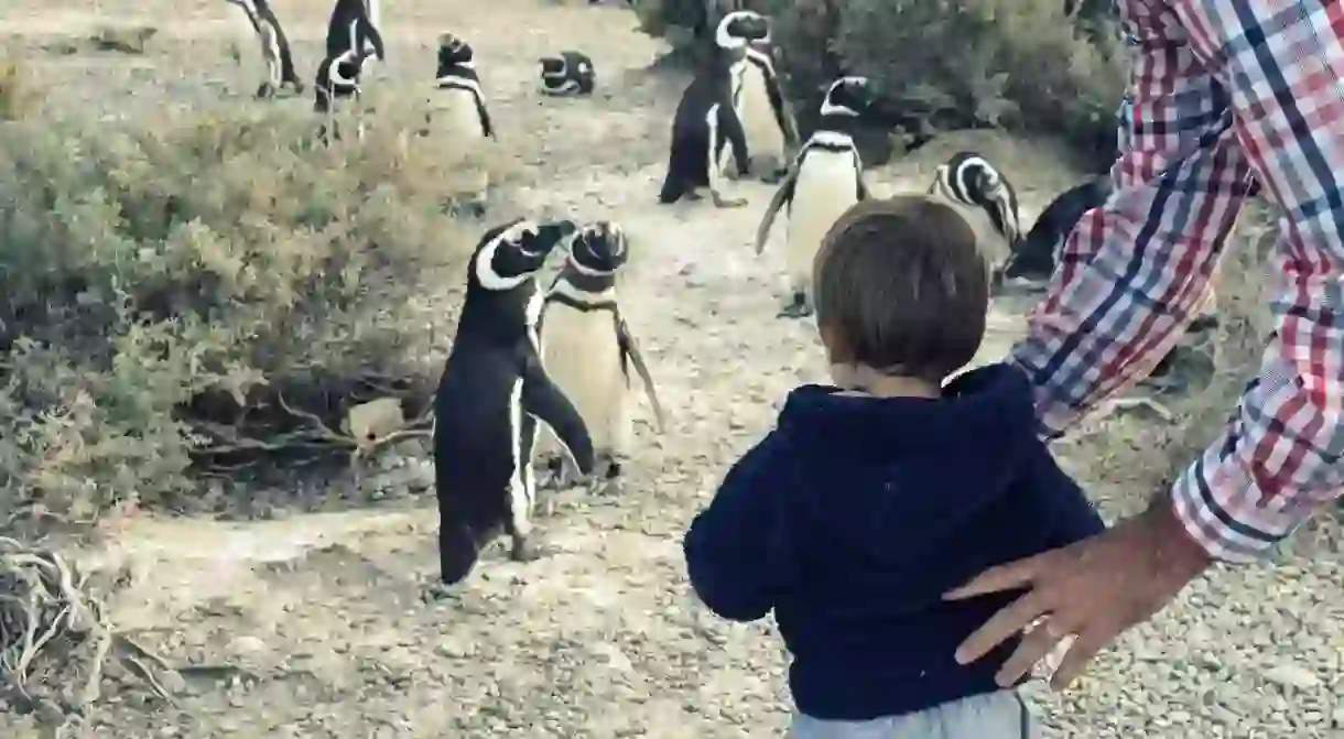 Kids visiting a penguin colony during an El Pedral program