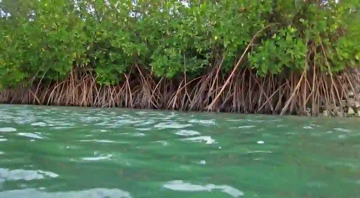 Red mangroves