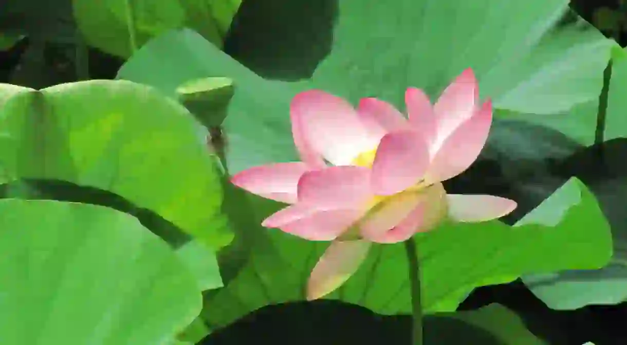 Pink water lilies in Parcul Circului