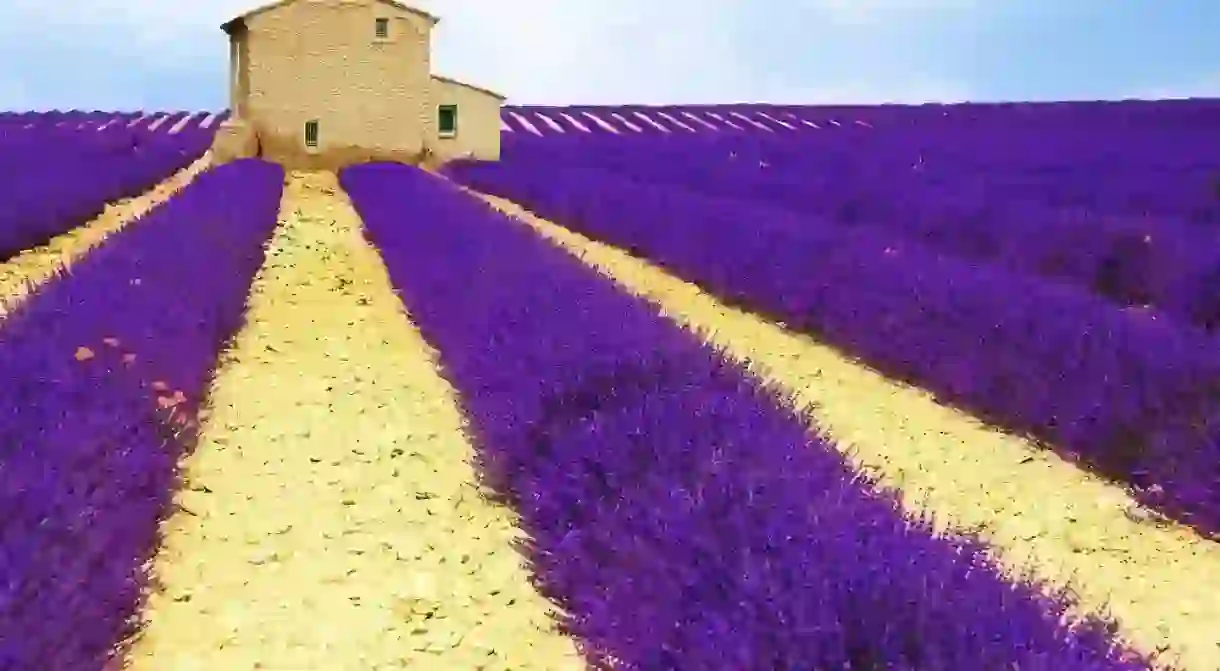 The lavender fields are a must-see in Provence