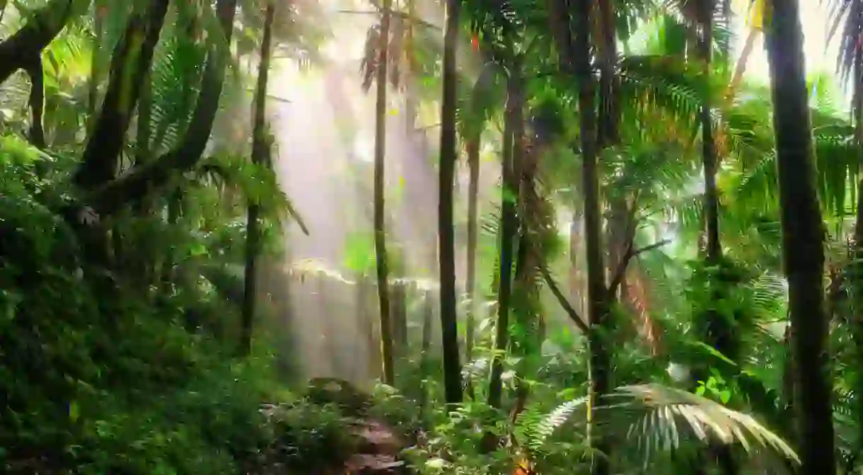 El Yunque national forest, Puerto Rico