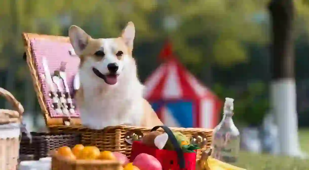 A dog at a picnic