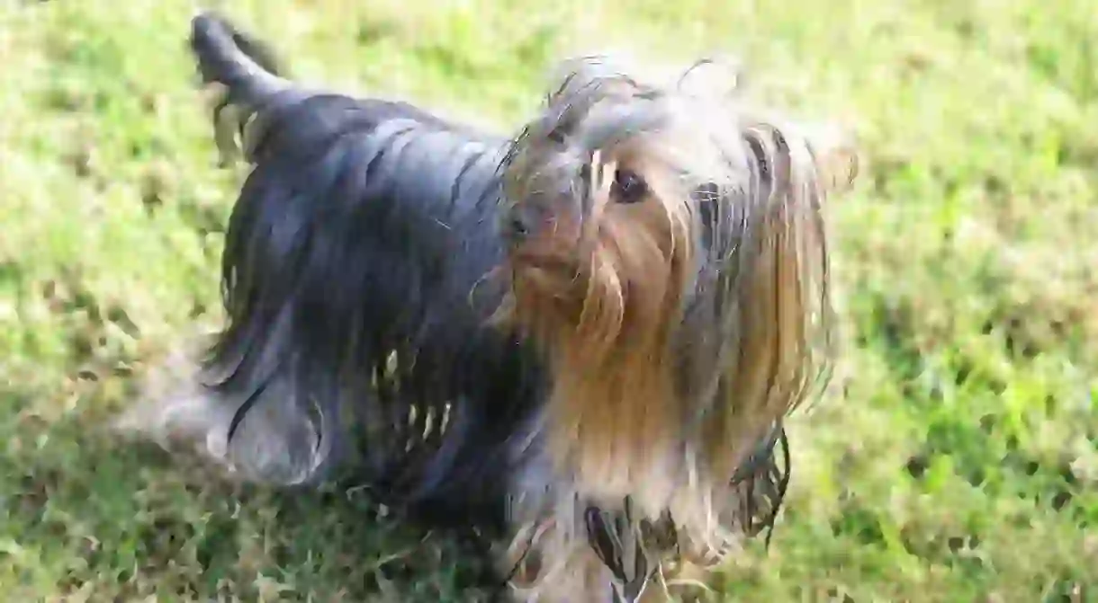 Yorkshire Terrier