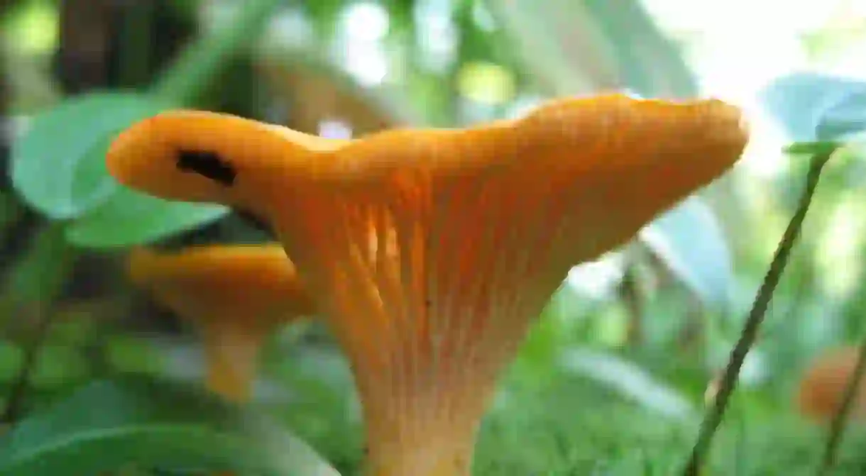 The glorious chanterelle / Photo courtesy of Wikipedia Commons