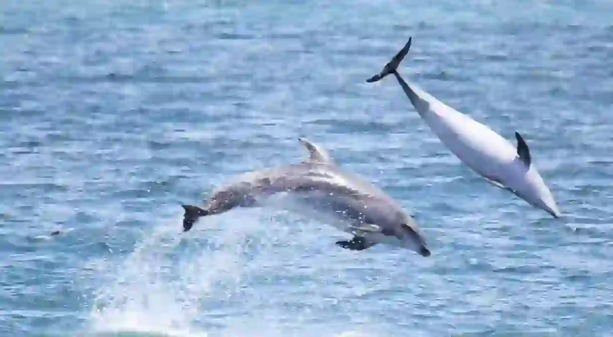 Dolphins in the Bay of Islands, New Zealand