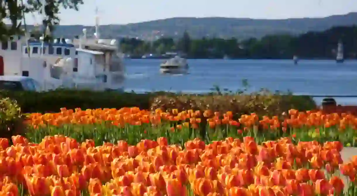 Tulips by the City Hall