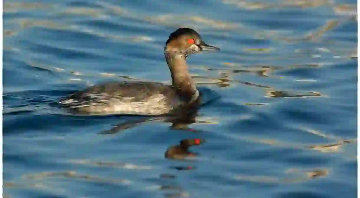 The black-necked grebe is resident to Provence