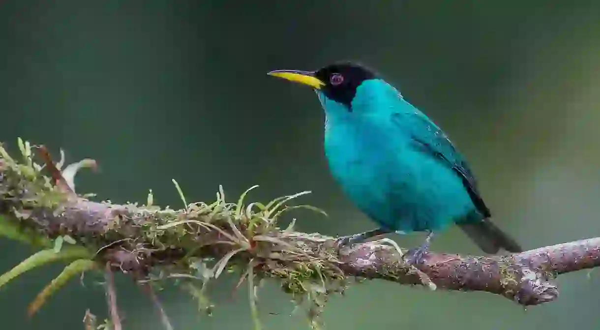 Green honeycreeper