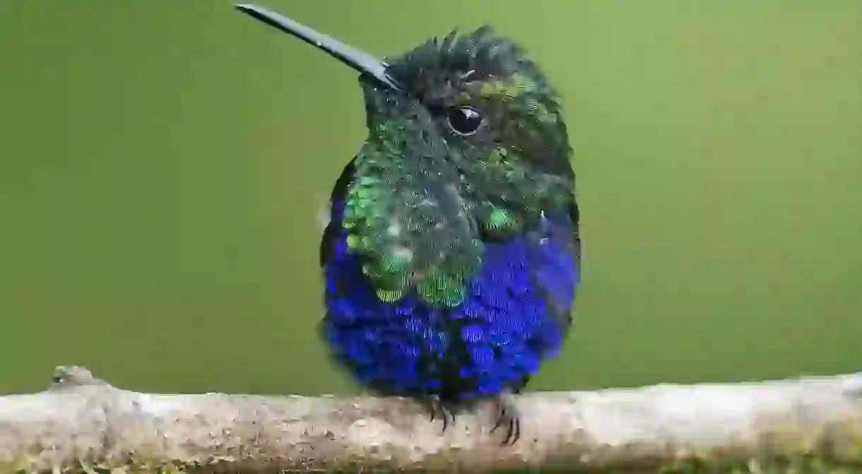 Green Crowned Woodnymph Hummingbird, Milpe, Ecuador