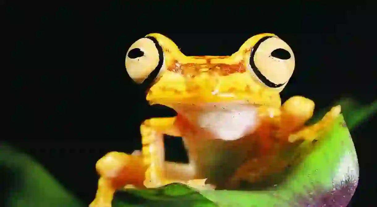 Imbabura Treefrog