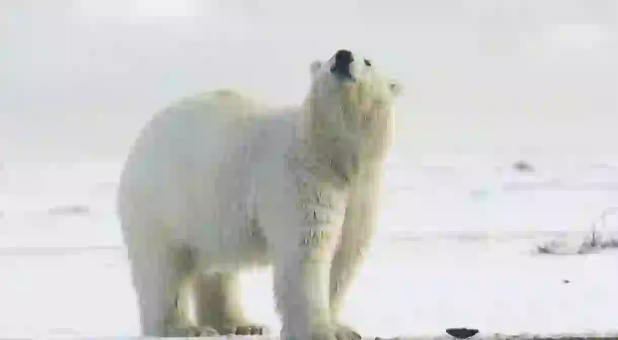 Polar bear I