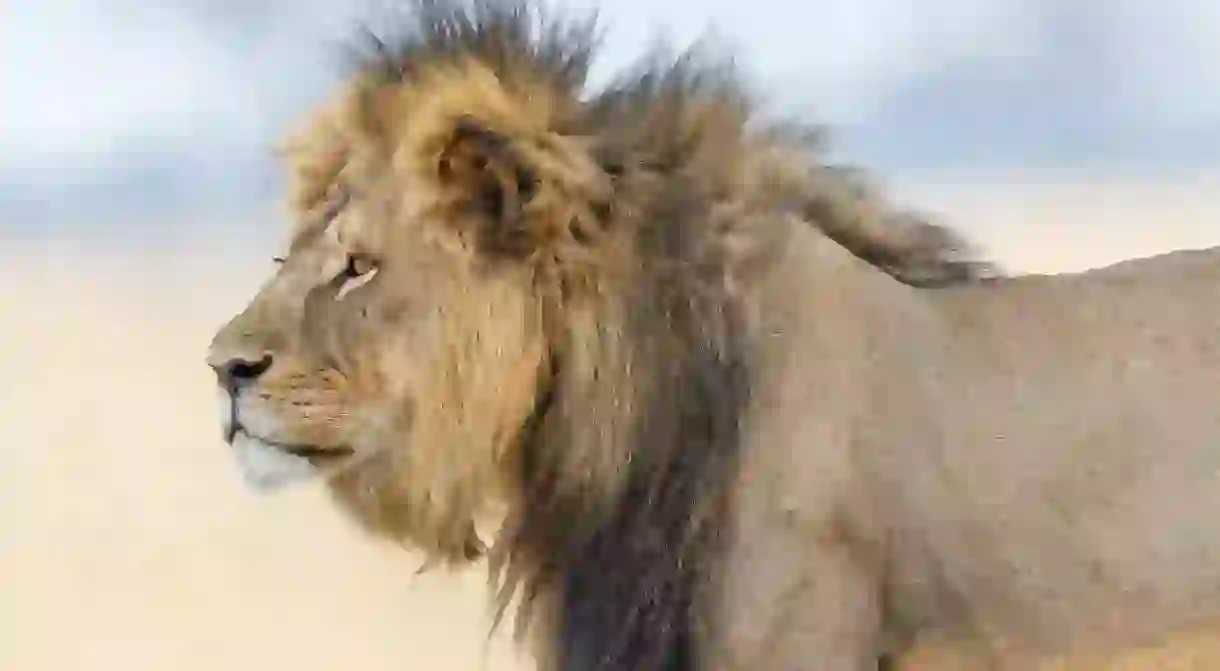 Cecil, a lion in Hwanke National Park, Zimbabwe, (Photo: Craig Taylor)