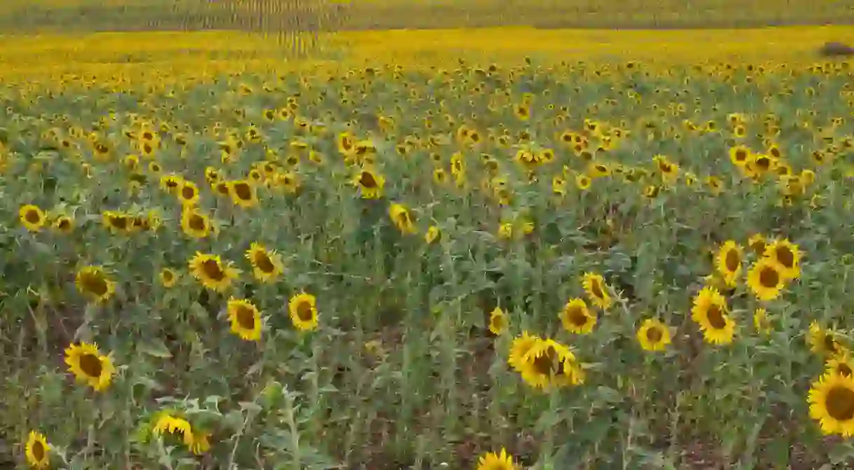 Sunflower fields I