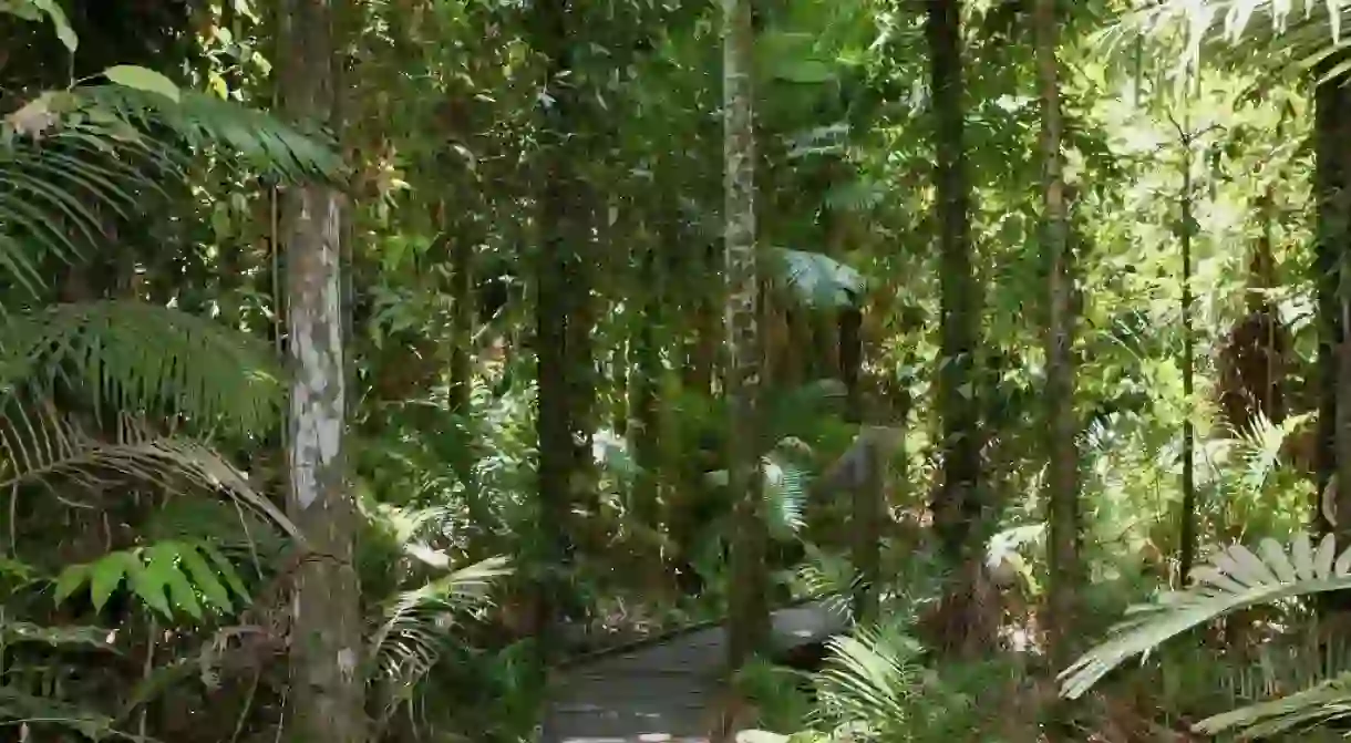 Cairns Boardwalk