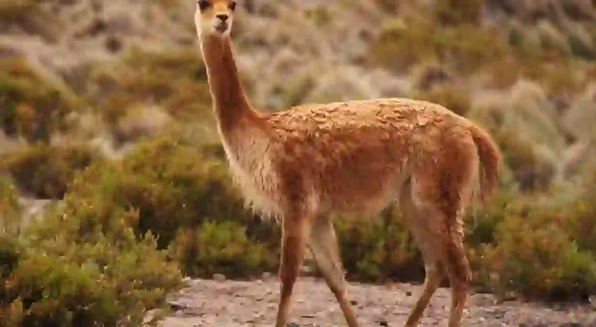 Vicuña