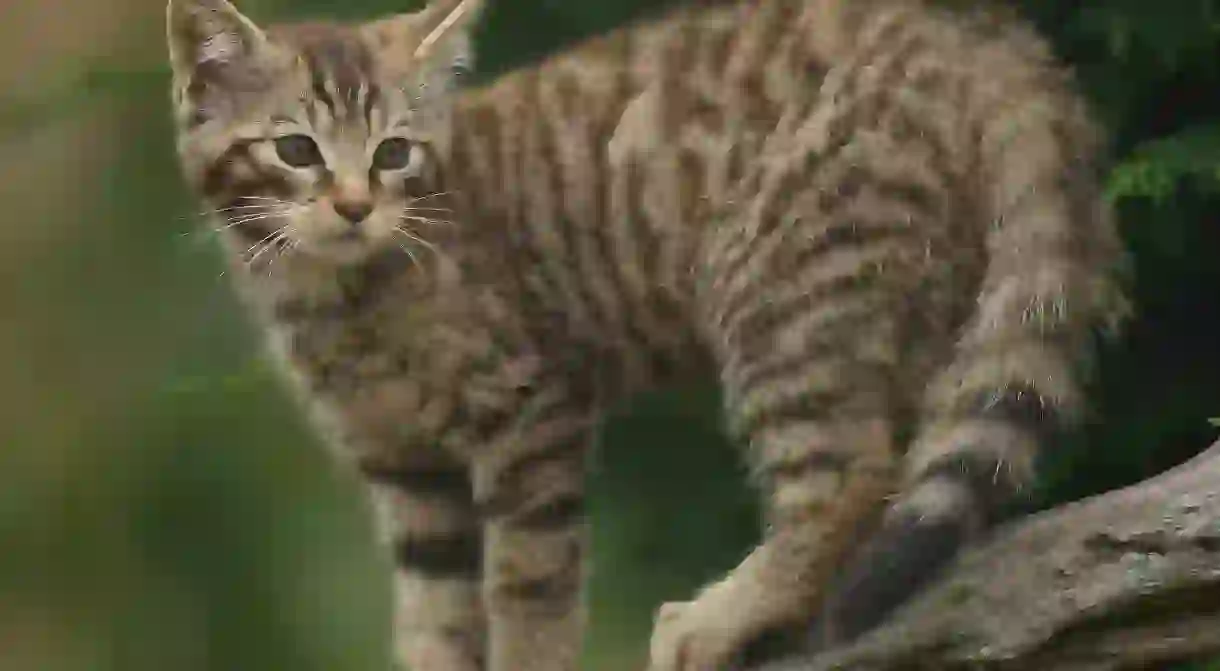 Scottish Wildcat Kitten