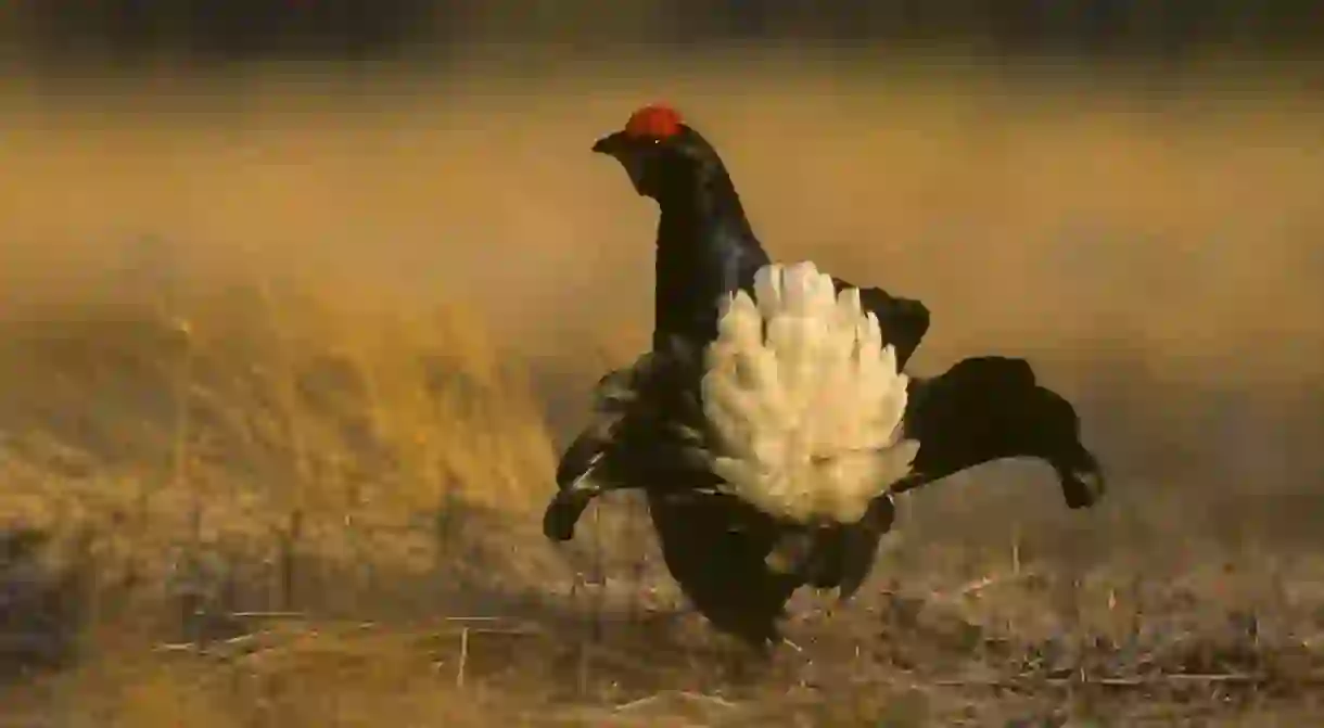 Black grouse / Francesco Veronesi / WikiCommons