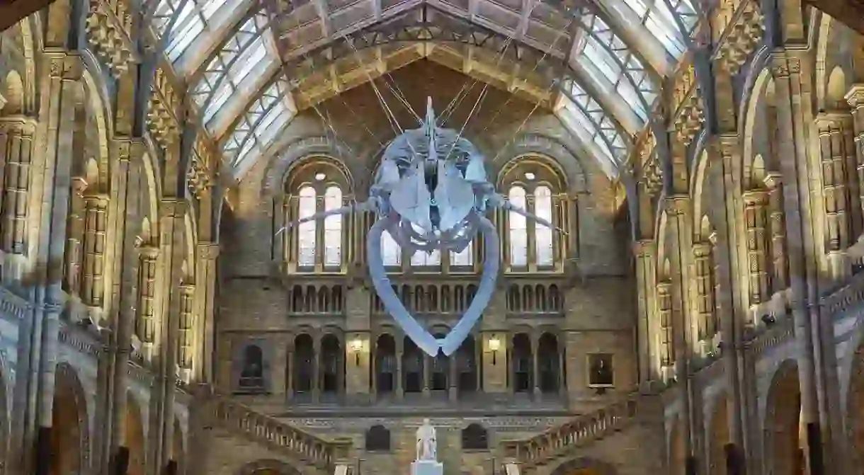 Blue Whale in Hintze Hall